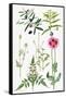 Opium Poppy and Other Plants-Elizabeth Rice-Framed Stretched Canvas