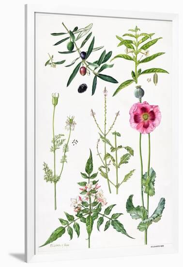 Opium Poppy and Other Plants-Elizabeth Rice-Framed Giclee Print