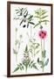 Opium Poppy and Other Plants-Elizabeth Rice-Framed Giclee Print