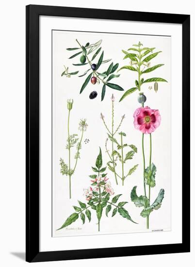 Opium Poppy and Other Plants-Elizabeth Rice-Framed Giclee Print