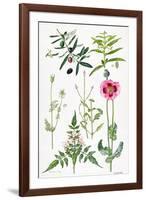 Opium Poppy and Other Plants-Elizabeth Rice-Framed Giclee Print