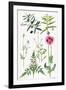 Opium Poppy and Other Plants-Elizabeth Rice-Framed Giclee Print