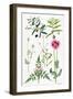 Opium Poppy and Other Plants-Elizabeth Rice-Framed Premium Giclee Print