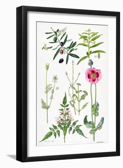 Opium Poppy and Other Plants-Elizabeth Rice-Framed Premium Giclee Print