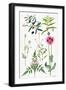 Opium Poppy and Other Plants-Elizabeth Rice-Framed Premium Giclee Print
