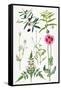 Opium Poppy and Other Plants-Elizabeth Rice-Framed Stretched Canvas