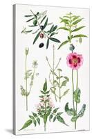 Opium Poppy and Other Plants-Elizabeth Rice-Stretched Canvas