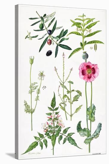 Opium Poppy and Other Plants-Elizabeth Rice-Stretched Canvas