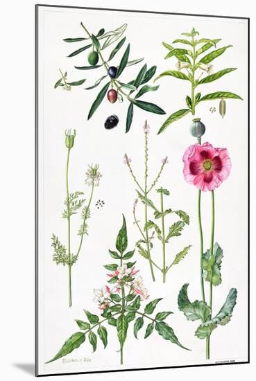 Opium Poppy and Other Plants-Elizabeth Rice-Mounted Giclee Print