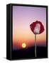 Opium Poppy at Sunset, Thailand-Merrill Images-Framed Stretched Canvas