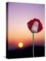 Opium Poppy at Sunset, Thailand-Merrill Images-Stretched Canvas