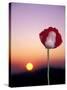Opium Poppy at Sunset, Thailand-Merrill Images-Stretched Canvas