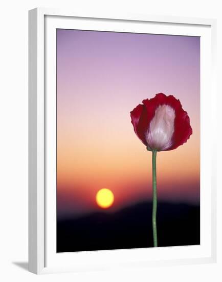 Opium Poppy at Sunset, Thailand-Merrill Images-Framed Premium Photographic Print