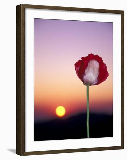 Opium Poppy at Sunset, Thailand-Merrill Images-Framed Premium Photographic Print