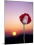 Opium Poppy at Sunset, Thailand-Merrill Images-Mounted Premium Photographic Print
