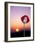 Opium Poppy at Sunset, Thailand-Merrill Images-Framed Photographic Print