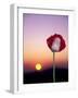 Opium Poppy at Sunset, Thailand-Merrill Images-Framed Photographic Print