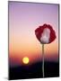 Opium Poppy at Sunset, Thailand-Merrill Images-Mounted Photographic Print