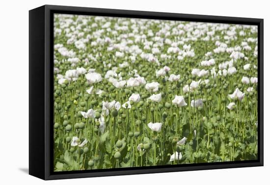 Opium Poppy Blooms and Seed Capsules on a Field-null-Framed Stretched Canvas