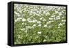 Opium Poppy Blooms and Seed Capsules on a Field-null-Framed Stretched Canvas