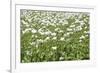 Opium Poppy Blooms and Seed Capsules on a Field-null-Framed Photographic Print