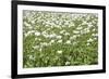 Opium Poppy Blooms and Seed Capsules on a Field-null-Framed Photographic Print