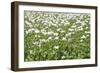 Opium Poppy Blooms and Seed Capsules on a Field-null-Framed Photographic Print