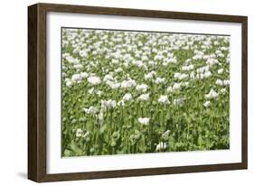 Opium Poppy Blooms and Seed Capsules on a Field-null-Framed Photographic Print