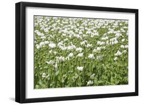 Opium Poppy Blooms and Seed Capsules on a Field-null-Framed Photographic Print