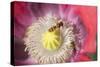 Opium Poppy Flower with Feeding Hover Flies-null-Stretched Canvas