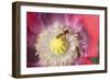 Opium Poppy Flower with Feeding Hover Flies-null-Framed Photographic Print