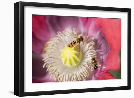 Opium Poppy Flower with Feeding Hover Flies-null-Framed Photographic Print