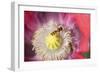 Opium Poppy Flower with Feeding Hover Flies-null-Framed Photographic Print