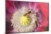 Opium Poppy Flower with Feeding Hover Flies-null-Mounted Photographic Print