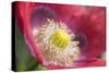 Opium Poppy Flower-null-Stretched Canvas