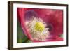 Opium Poppy Flower-null-Framed Photographic Print