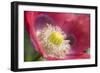 Opium Poppy Flower-null-Framed Photographic Print