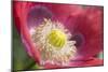 Opium Poppy Flower-null-Mounted Photographic Print