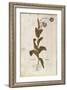 Opium Poppy - Papaver Somniferum (Papaver Satiuum) by Leonhart Fuchs from De Historia Stirpium Comm-null-Framed Giclee Print