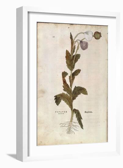 Opium Poppy - Papaver Somniferum (Papaver Satiuum) by Leonhart Fuchs from De Historia Stirpium Comm-null-Framed Giclee Print