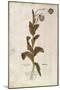 Opium Poppy - Papaver Somniferum (Papaver Satiuum) by Leonhart Fuchs from De Historia Stirpium Comm-null-Mounted Giclee Print