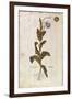 Opium Poppy - Papaver Somniferum (Papaver Satiuum) by Leonhart Fuchs from De Historia Stirpium Comm-null-Framed Giclee Print
