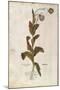 Opium Poppy - Papaver Somniferum (Papaver Satiuum) by Leonhart Fuchs from De Historia Stirpium Comm-null-Mounted Giclee Print