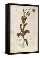 Opium Poppy - Papaver Somniferum (Papaver Satiuum) by Leonhart Fuchs from De Historia Stirpium Comm-null-Framed Stretched Canvas