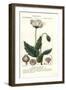 Opium Poppy, Papaver Somniferum, Papavero Officinale-Stanghi Stanghi-Framed Giclee Print