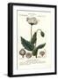 Opium Poppy, Papaver Somniferum, Papavero Officinale-Stanghi Stanghi-Framed Giclee Print