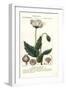 Opium Poppy, Papaver Somniferum, Papavero Officinale-Stanghi Stanghi-Framed Giclee Print