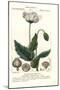 Opium Poppy, Papaver Somniferum, Papavero Officinale-Stanghi Stanghi-Mounted Giclee Print