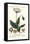 Opium Poppy, Papaver Somniferum, Papavero Officinale-Stanghi Stanghi-Framed Stretched Canvas