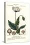 Opium Poppy, Papaver Somniferum, Papavero Officinale-Stanghi Stanghi-Stretched Canvas